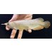 画像1: 紅尾金龍　FOREVER Arowana Aquaculture(8） (1)