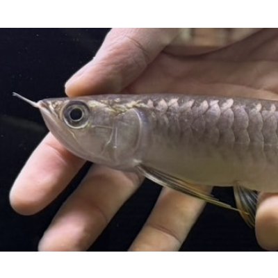 画像3: 紅尾金龍　FOREVER Arowana Aquaculture(13）
