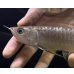 画像3: 紅尾金龍　FOREVER Arowana Aquaculture(13） (3)