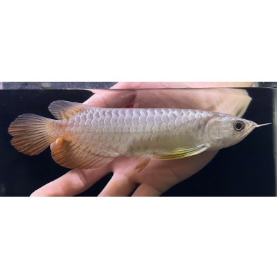 画像2: 紅尾金龍　FOREVER Arowana Aquaculture(16）
