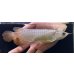 画像2: 紅尾金龍　FOREVER Arowana Aquaculture(16） (2)