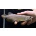 画像2: 紅尾金龍　FOREVER Arowana Aquaculture(13） (2)