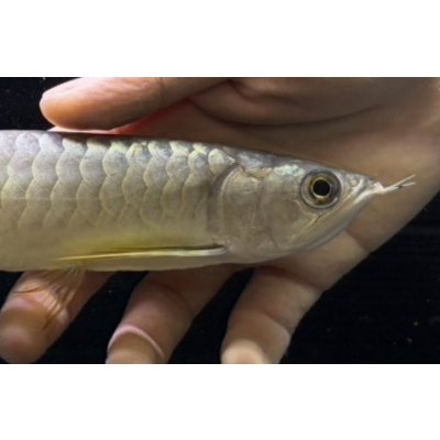 画像4: 紅尾金龍　FOREVER Arowana Aquaculture(9）