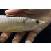 画像4: 紅尾金龍　FOREVER Arowana Aquaculture(9） (4)