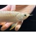 画像4: 紅尾金龍　FOREVER Arowana Aquaculture(15） (4)