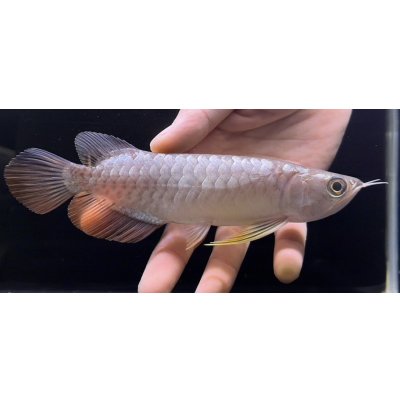 画像2: 紅尾金龍　FOREVER Arowana Aquaculture(7）