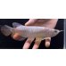 画像2: 紅尾金龍　FOREVER Arowana Aquaculture(7） (2)