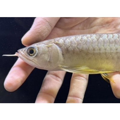画像3: 紅尾金龍　FOREVER Arowana Aquaculture(2）