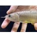 画像3: 紅尾金龍　FOREVER Arowana Aquaculture(2） (3)