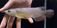 紅尾金龍　FOREVER Arowana Aquaculture(3）
