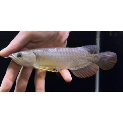 画像1: 紅尾金龍　FOREVER Arowana Aquaculture(3）