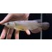 画像1: 紅尾金龍　FOREVER Arowana Aquaculture(3） (1)