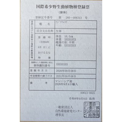 画像6: 紅尾金龍　FOREVER Arowana Aquaculture(8）