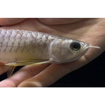 画像4: 紅尾金龍　FOREVER Arowana Aquaculture(10）