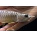 画像4: 紅尾金龍　FOREVER Arowana Aquaculture(10） (4)
