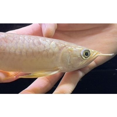 画像4: 紅尾金龍　FOREVER Arowana Aquaculture(8）