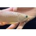 画像4: 紅尾金龍　FOREVER Arowana Aquaculture(8） (4)