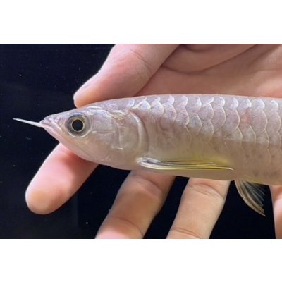 画像3: 紅尾金龍　FOREVER Arowana Aquaculture(16）