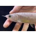 画像3: 紅尾金龍　FOREVER Arowana Aquaculture(16） (3)