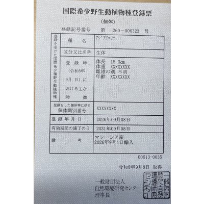 画像6: 紅尾金龍　FOREVER Arowana Aquaculture(13）