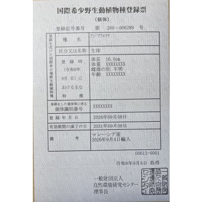 画像6: 紅尾金龍　FOREVER Arowana Aquaculture(1）