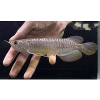 紅尾金龍　FOREVER Arowana Aquaculture(13）