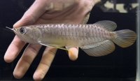 紅尾金龍　FOREVER Arowana Aquaculture(13）