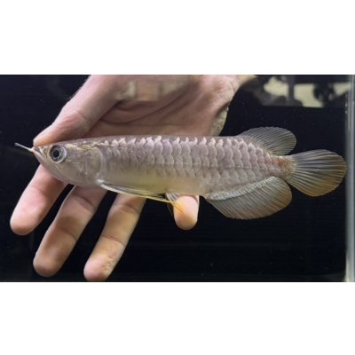 画像1: 紅尾金龍　FOREVER Arowana Aquaculture(13）