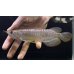 画像1: 紅尾金龍　FOREVER Arowana Aquaculture(13） (1)