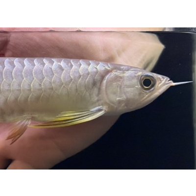 画像4: 紅尾金龍　FOREVER Arowana Aquaculture(16）