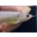 画像4: 紅尾金龍　FOREVER Arowana Aquaculture(16） (4)