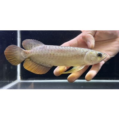 画像2: 紅尾金龍　FOREVER Arowana Aquaculture(2）