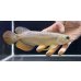 画像2: 紅尾金龍　FOREVER Arowana Aquaculture(2） (2)
