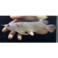 紅尾金龍　FOREVER Arowana Aquaculture(11）