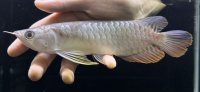 紅尾金龍　FOREVER Arowana Aquaculture(11）