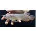 画像1: 紅尾金龍　FOREVER Arowana Aquaculture(11） (1)