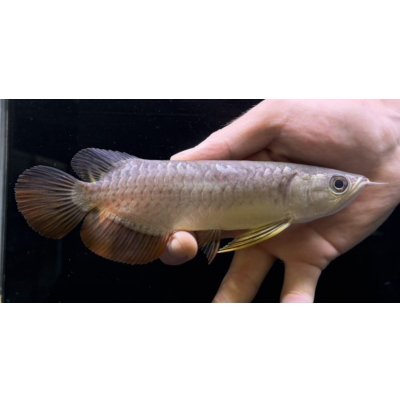 画像2: 紅尾金龍　FOREVER Arowana Aquaculture(3）