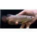 画像2: 紅尾金龍　FOREVER Arowana Aquaculture(3） (2)