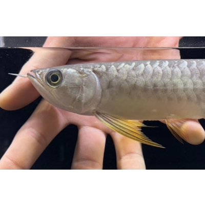 画像3: 紅尾金龍　FOREVER Arowana Aquaculture(1）