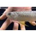画像3: 紅尾金龍　FOREVER Arowana Aquaculture(1） (3)