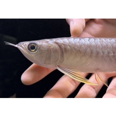 画像3: 紅尾金龍　FOREVER Arowana Aquaculture(7）