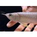 画像3: 紅尾金龍　FOREVER Arowana Aquaculture(7） (3)