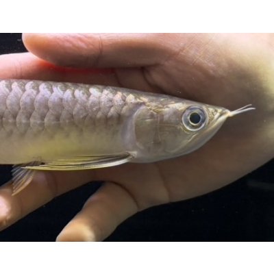 画像4: 紅尾金龍　FOREVER Arowana Aquaculture(13）