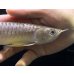 画像4: 紅尾金龍　FOREVER Arowana Aquaculture(13） (4)
