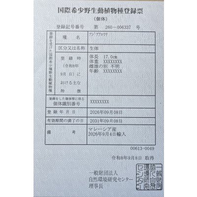 画像6: 紅尾金龍　FOREVER Arowana Aquaculture(16）