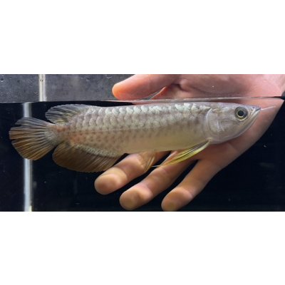 画像2: 紅尾金龍　FOREVER Arowana Aquaculture(1）