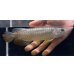 画像2: 紅尾金龍　FOREVER Arowana Aquaculture(1） (2)