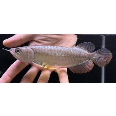 画像1: 紅尾金龍　FOREVER Arowana Aquaculture(7）