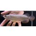 画像1: 紅尾金龍　FOREVER Arowana Aquaculture(7） (1)