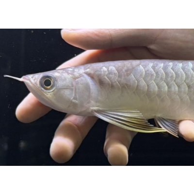 画像3: 紅尾金龍　FOREVER Arowana Aquaculture(11）